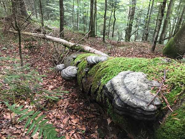 Picture of a tree and a rock