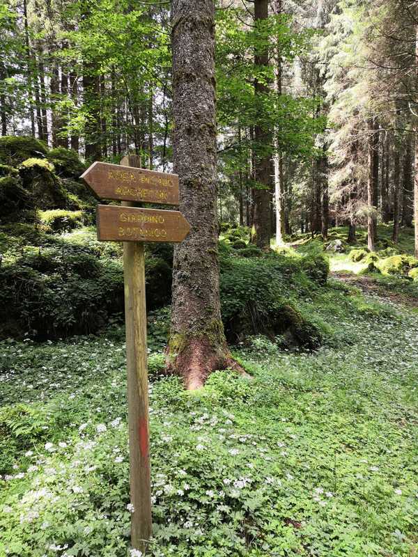 Picture of a forest sign