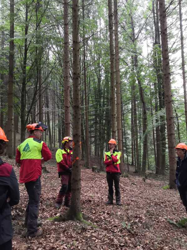 Demo of cutting a tree